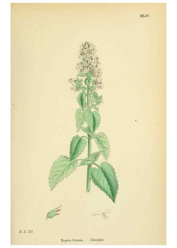 Reproducción/Reproduction 48717712818: English botany, or, Coloured figures of British plants /. London :R. Hardwicke,1863-1886.. 