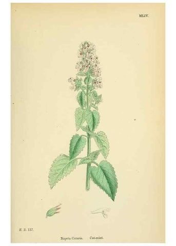 Reproducción/Reproduction 48717712818: English botany, or, Coloured figures of British plants /. London :R. Hardwicke,1863-1886.. 