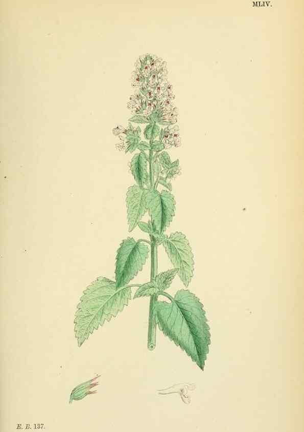 Reproducción/Reproduction 48717712818: English botany, or, Coloured figures of British plants /. London :R. Hardwicke,1863-1886.. 