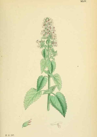 Reproducción/Reproduction 48717712818: English botany, or, Coloured figures of British plants /. London :R. Hardwicke,1863-1886.. 