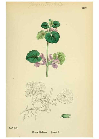 Reproducción/Reproduction 48717713163: English botany, or, Coloured figures of British plants /. London :R. Hardwicke,1863-1886.. 