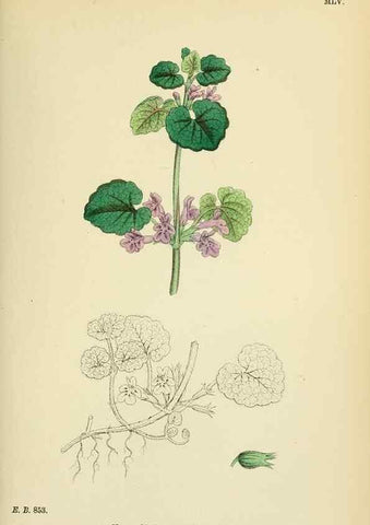 Reproducción/Reproduction 48717713163: English botany, or, Coloured figures of British plants /. London :R. Hardwicke,1863-1886.. 