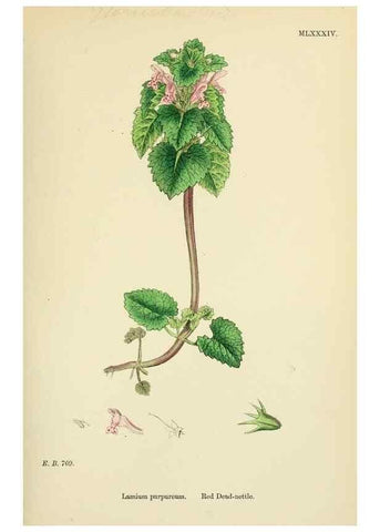 Reproducción/Reproduction 48718059141: English botany, or, Coloured figures of British plants /. London :R. Hardwicke,1863-1886.. 