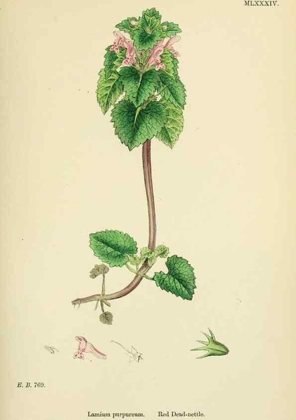 Reproducción/Reproduction 48718059141: English botany, or, Coloured figures of British plants /. London :R. Hardwicke,1863-1886.. 