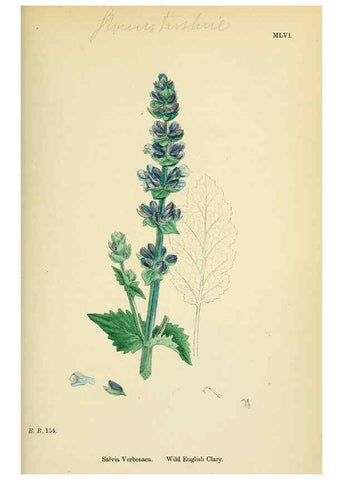 Reproducción/Reproduction 48718050431: English botany, or, Coloured figures of British plants /. London :R. Hardwicke,1863-1886.. 