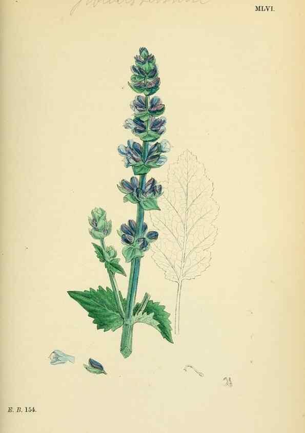 Reproducción/Reproduction 48718050431: English botany, or, Coloured figures of British plants /. London :R. Hardwicke,1863-1886.. 