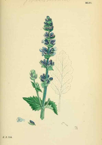 Reproducción/Reproduction 48718050431: English botany, or, Coloured figures of British plants /. London :R. Hardwicke,1863-1886.. 
