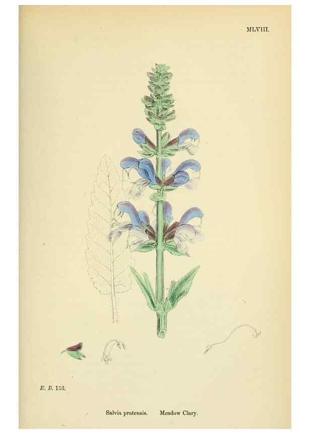 Reproducción/Reproduction 48718222787: English botany, or, Coloured figures of British plants /. London :R. Hardwicke,1863-1886.. 