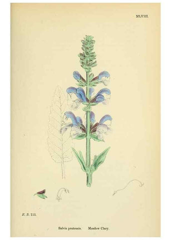 Reproducción/Reproduction 48718222787: English botany, or, Coloured figures of British plants /. London :R. Hardwicke,1863-1886.. 