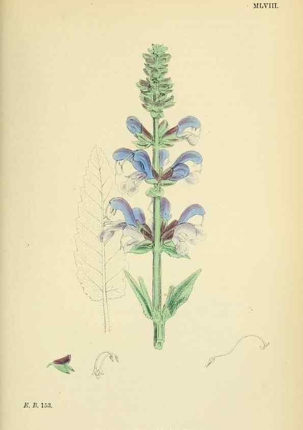 Reproducción/Reproduction 48718222787: English botany, or, Coloured figures of British plants /. London :R. Hardwicke,1863-1886.. 