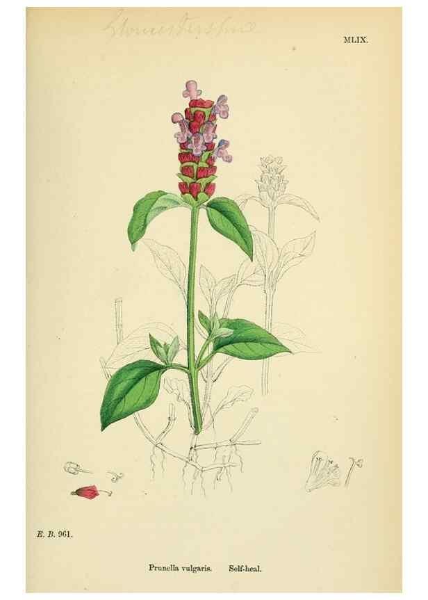 Reproducción/Reproduction 48717714563: English botany, or, Coloured figures of British plants /. London :R. Hardwicke,1863-1886.. 