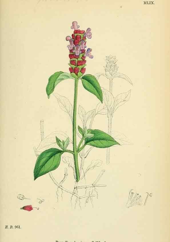 Reproducción/Reproduction 48717714563: English botany, or, Coloured figures of British plants /. London :R. Hardwicke,1863-1886.. 