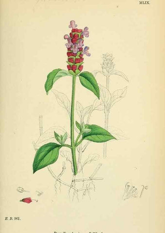 Reproducción/Reproduction 48717714563: English botany, or, Coloured figures of British plants /. London :R. Hardwicke,1863-1886.. 