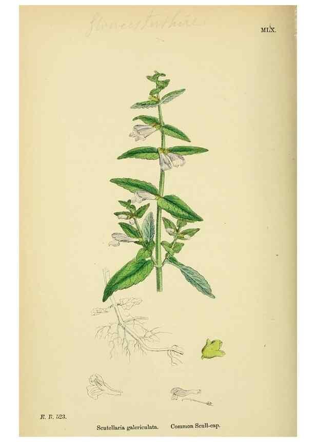 Reproducción/Reproduction 48718051521: English botany, or, Coloured figures of British plants /. London :R. Hardwicke,1863-1886.. 