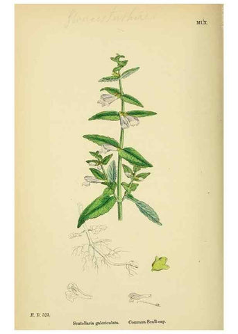 Reproducción/Reproduction 48718051521: English botany, or, Coloured figures of British plants /. London :R. Hardwicke,1863-1886.. 