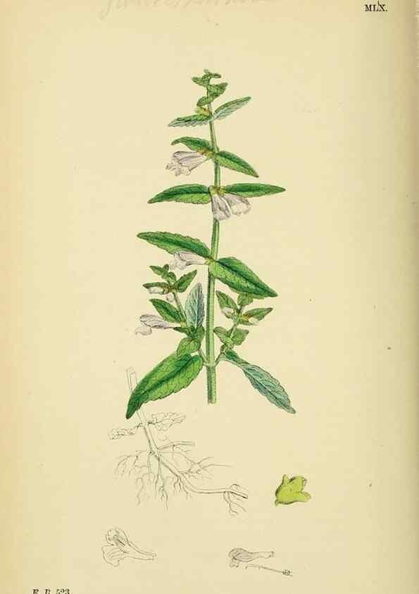 Reproducción/Reproduction 48718051521: English botany, or, Coloured figures of British plants /. London :R. Hardwicke,1863-1886.. 