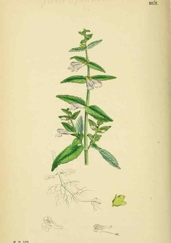 Reproducción/Reproduction 48718051521: English botany, or, Coloured figures of British plants /. London :R. Hardwicke,1863-1886.. 