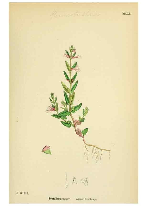 Reproducción/Reproduction 48717715168: English botany, or, Coloured figures of British plants /. London :R. Hardwicke,1863-1886.. 
