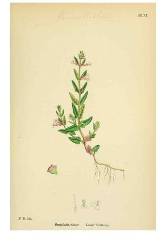 Reproducción/Reproduction 48717715168: English botany, or, Coloured figures of British plants /. London :R. Hardwicke,1863-1886.. 