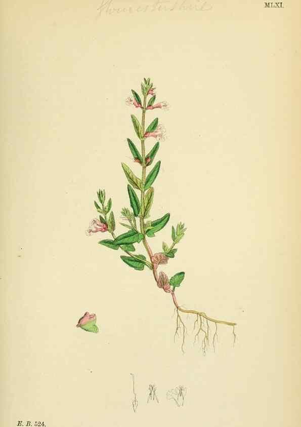 Reproducción/Reproduction 48717715168: English botany, or, Coloured figures of British plants /. London :R. Hardwicke,1863-1886.. 