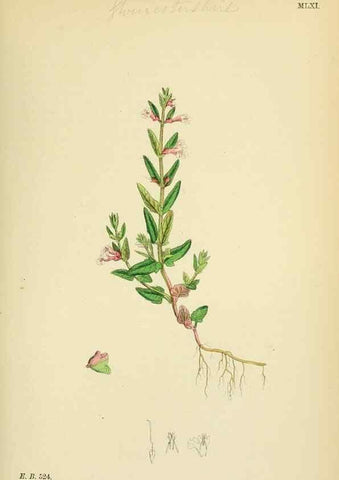 Reproducción/Reproduction 48717715168: English botany, or, Coloured figures of British plants /. London :R. Hardwicke,1863-1886.. 