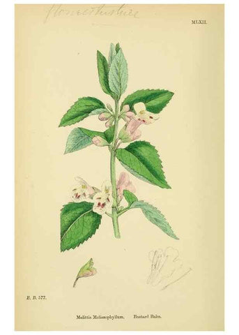 Reproducción/Reproduction 48718052151: English botany, or, Coloured figures of British plants /. London :R. Hardwicke,1863-1886.. 