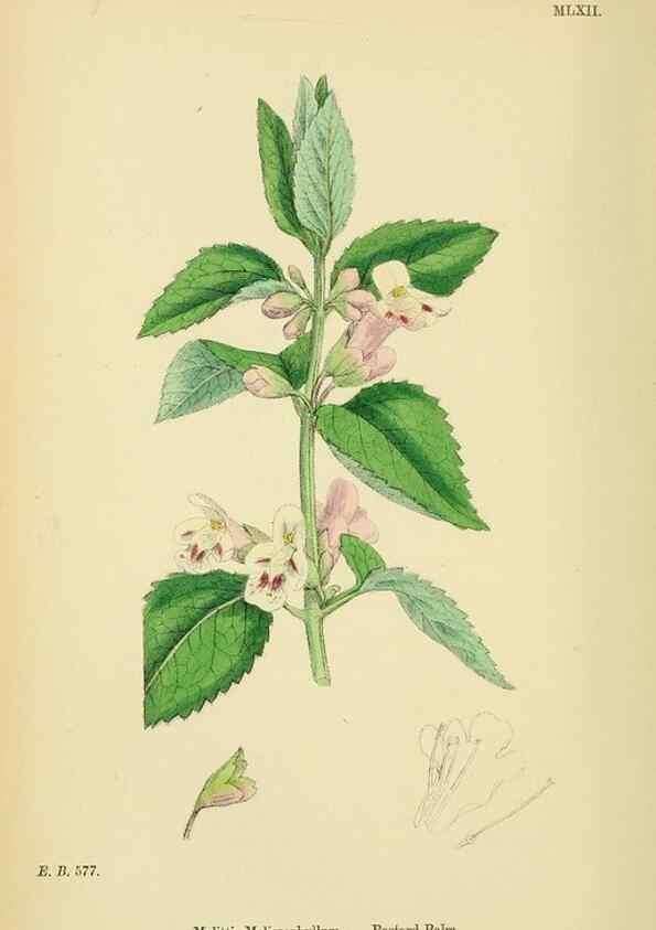Reproducción/Reproduction 48718052151: English botany, or, Coloured figures of British plants /. London :R. Hardwicke,1863-1886.. 