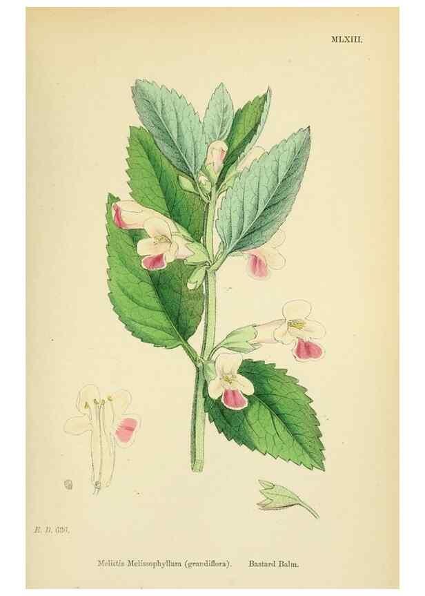 Reproducción/Reproduction 48718224222: English botany, or, Coloured figures of British plants /. London :R. Hardwicke,1863-1886.. 