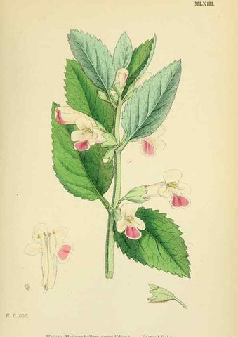 Reproducción/Reproduction 48718224222: English botany, or, Coloured figures of British plants /. London :R. Hardwicke,1863-1886.. 
