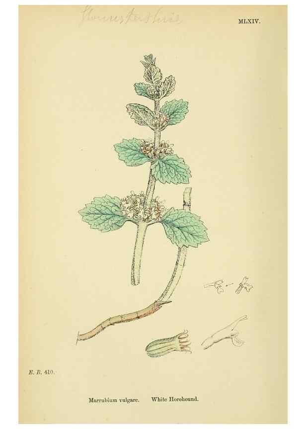Reproducción/Reproduction 48718052686: English botany, or, Coloured figures of British plants /. London :R. Hardwicke,1863-1886.. 