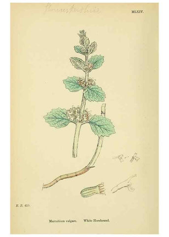 Reproducción/Reproduction 48718052686: English botany, or, Coloured figures of British plants /. London :R. Hardwicke,1863-1886.. 