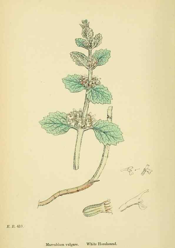 Reproducción/Reproduction 48718052686: English botany, or, Coloured figures of British plants /. London :R. Hardwicke,1863-1886.. 