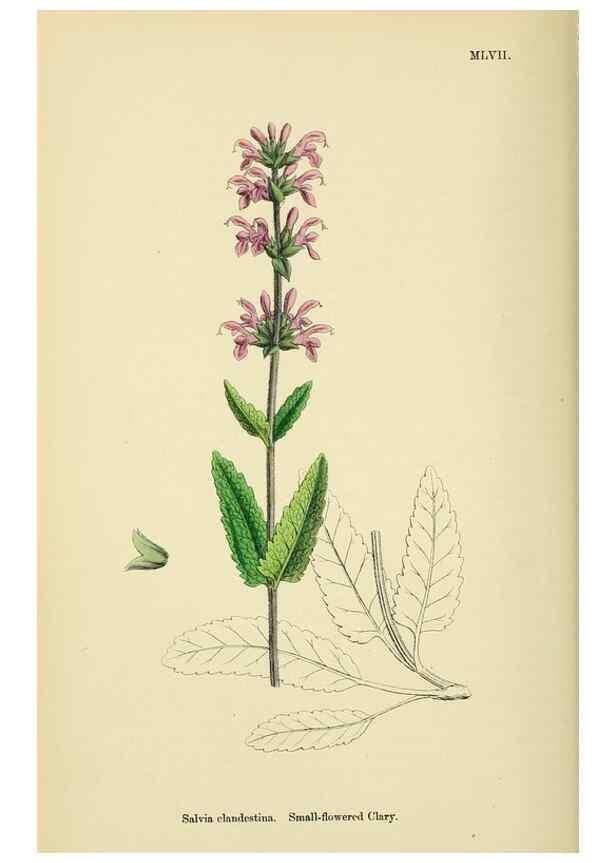 Reproducción/Reproduction 48717713883: English botany, or, Coloured figures of British plants /. London :R. Hardwicke,1863-1886.. 
