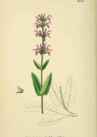 Reproducción/Reproduction 48717713883: English botany, or, Coloured figures of British plants /. London :R. Hardwicke,1863-1886.. 