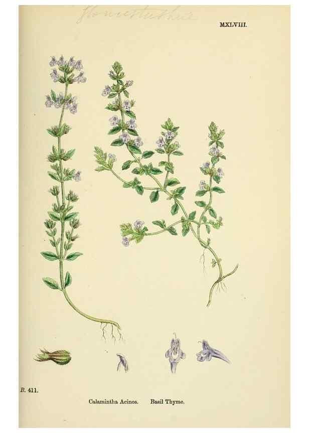 Reproducción/Reproduction 48718219387: English botany, or, Coloured figures of British plants /. London :R. Hardwicke,1863-1886.. 
