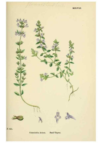 Reproducción/Reproduction 48718219387: English botany, or, Coloured figures of British plants /. London :R. Hardwicke,1863-1886.. 