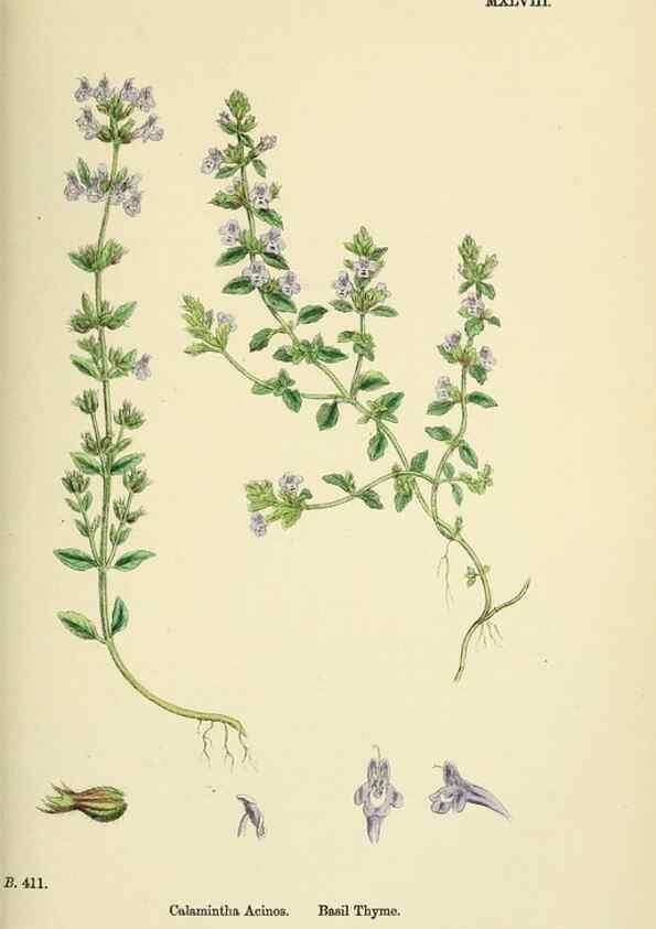 Reproducción/Reproduction 48718219387: English botany, or, Coloured figures of British plants /. London :R. Hardwicke,1863-1886.. 