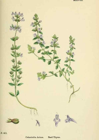 Reproducción/Reproduction 48718219387: English botany, or, Coloured figures of British plants /. London :R. Hardwicke,1863-1886.. 