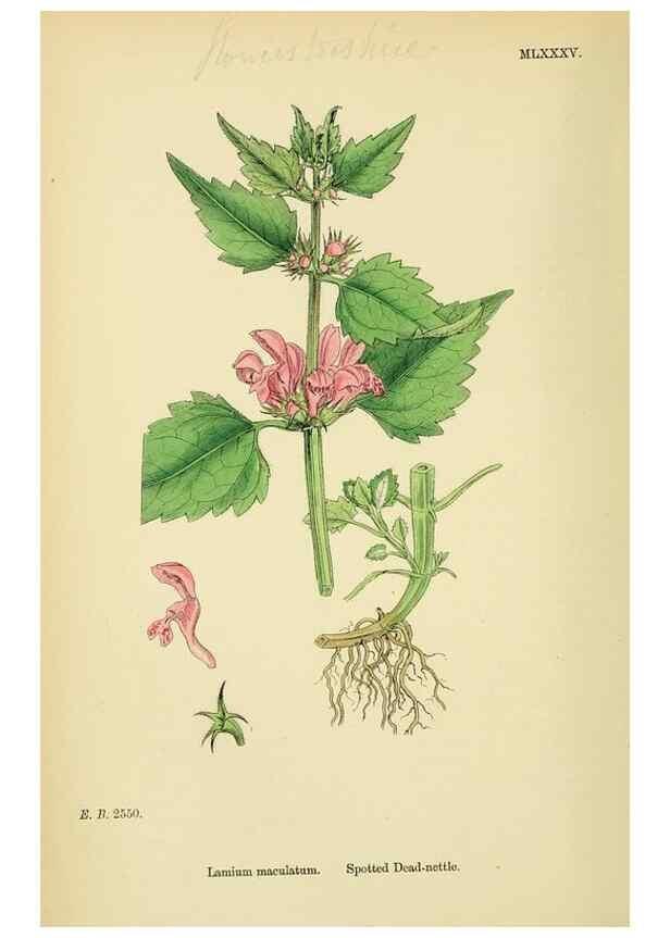 Reproducción/Reproduction 48718231307: English botany, or, Coloured figures of British plants /. London :R. Hardwicke,1863-1886.. 