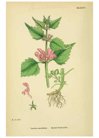 Reproducción/Reproduction 48718231307: English botany, or, Coloured figures of British plants /. London :R. Hardwicke,1863-1886.. 