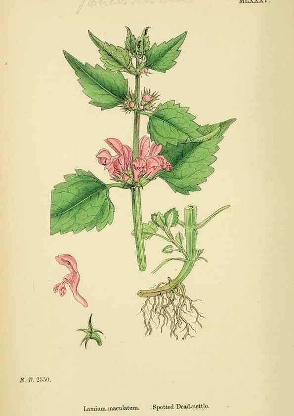 Reproducción/Reproduction 48718231307: English botany, or, Coloured figures of British plants /. London :R. Hardwicke,1863-1886.. 