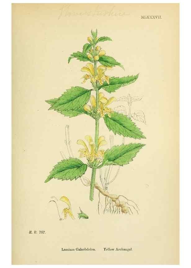 Reproducción/Reproduction 48718060001: English botany, or, Coloured figures of British plants /. London :R. Hardwicke,1863-1886.. 