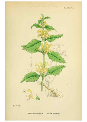 Reproducción/Reproduction 48718060001: English botany, or, Coloured figures of British plants /. London :R. Hardwicke,1863-1886.. 