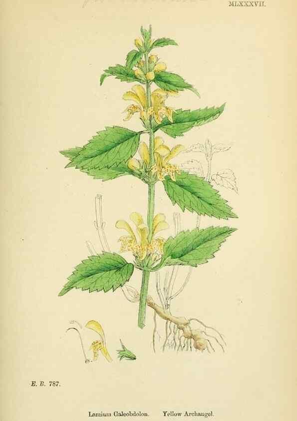 Reproducción/Reproduction 48718060001: English botany, or, Coloured figures of British plants /. London :R. Hardwicke,1863-1886.. 
