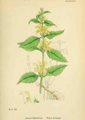 Reproducción/Reproduction 48718060001: English botany, or, Coloured figures of British plants /. London :R. Hardwicke,1863-1886.. 
