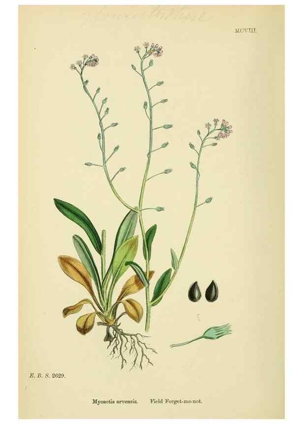 Reproducción/Reproduction 48718239757: English botany, or, Coloured figures of British plants /. London :R. Hardwicke,1863-1886.. 