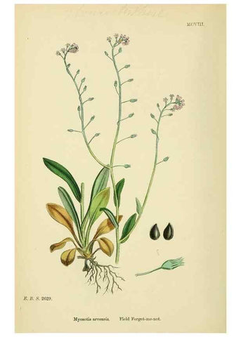 Reproducción/Reproduction 48718239757: English botany, or, Coloured figures of British plants /. London :R. Hardwicke,1863-1886.. 
