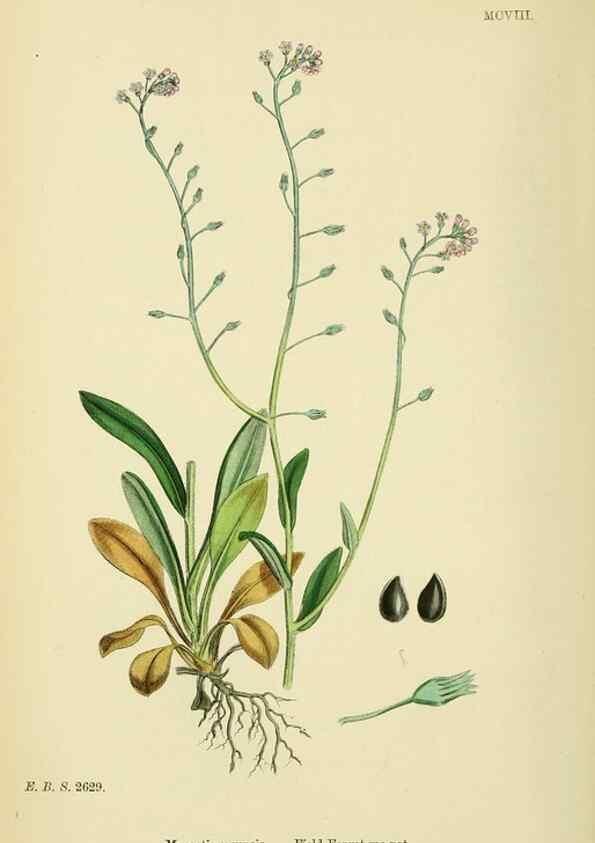 Reproducción/Reproduction 48718239757: English botany, or, Coloured figures of British plants /. London :R. Hardwicke,1863-1886.. 