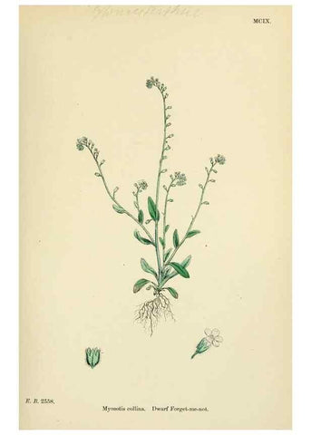 Reproducción/Reproduction 48717731843: English botany, or, Coloured figures of British plants /. London :R. Hardwicke,1863-1886.. 