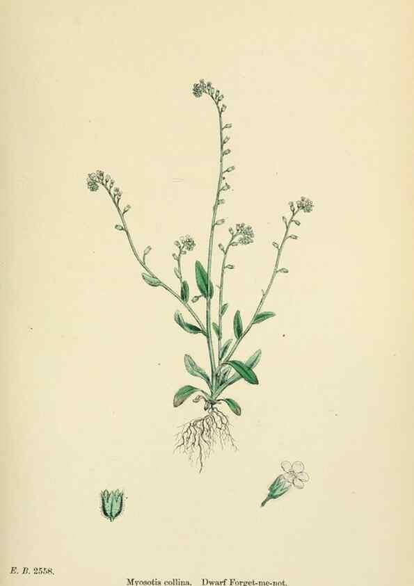 Reproducción/Reproduction 48717731843: English botany, or, Coloured figures of British plants /. London :R. Hardwicke,1863-1886.. 